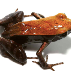 Bronze Mantella For Sale