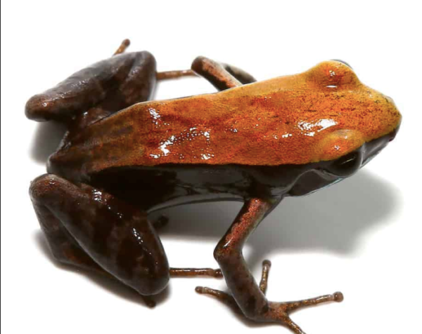 Bronze Mantella For Sale