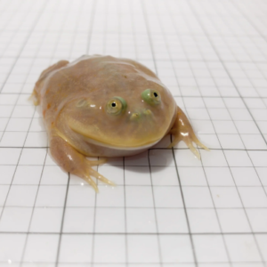 Budgett’s Frog for Sale