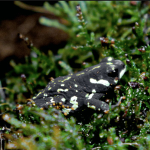 Bumble Bee Toad for Sale