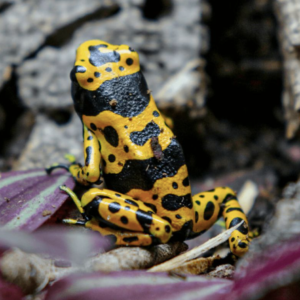 Bumblebee Dart Frog For Sale