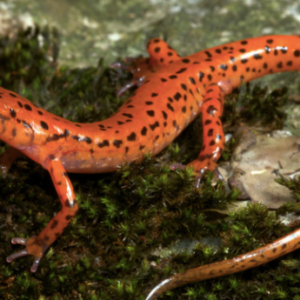 Cave Salamander for Sale