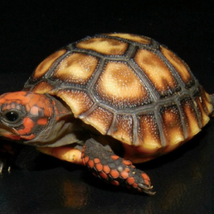 Cherry Head Red Foot Tortoise for Sale