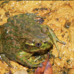 Chilean Wide Mouthed Toad for Sale