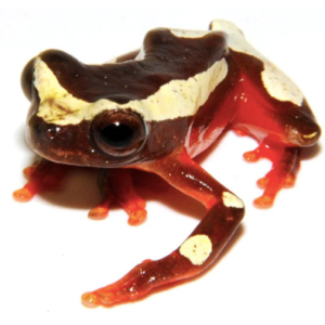 Clown Tree Frog for Sale