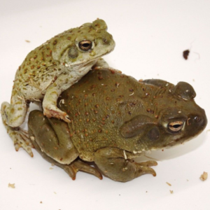 Colorado River Toad for Sale