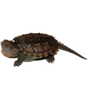 Common Snapping Turtle for Sale