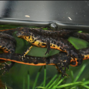 Crested Newt for Sale