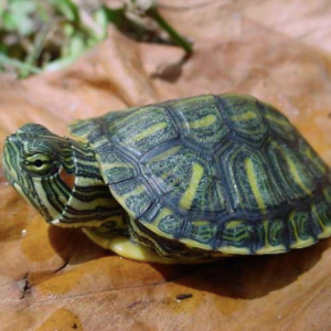 Cumberland Slider Turtle for Sale