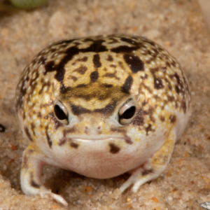 Desert Rain Frog for Sale