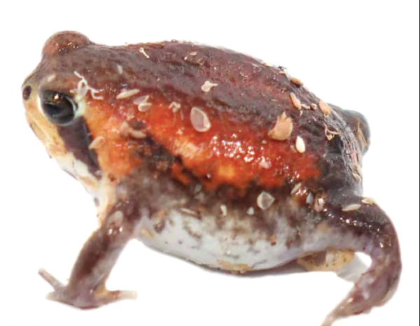 Rain Frog for Sale