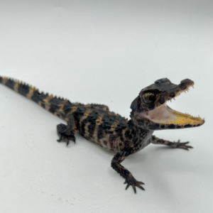 Dwarf Caiman for Sale