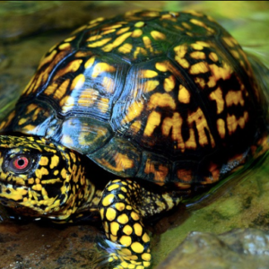 Eastern Box Turtle for Sale