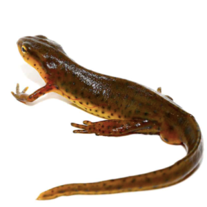 Eastern Newt for Sale