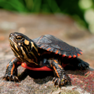 Eastern Painted Turtle for Sale