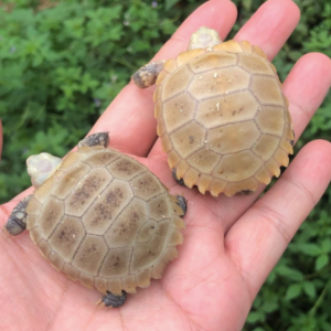 Elongated Tortoise For Sale