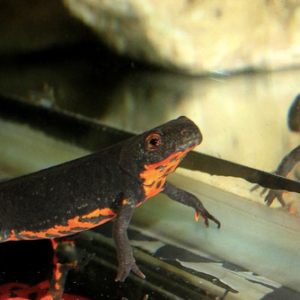 Fire Bellied Newt for Sale