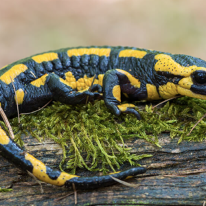 Fire Salamander for Sale