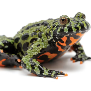 Firebelly Toad for Sale