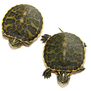 Florida Redbelly Cooter Turtle For Sale