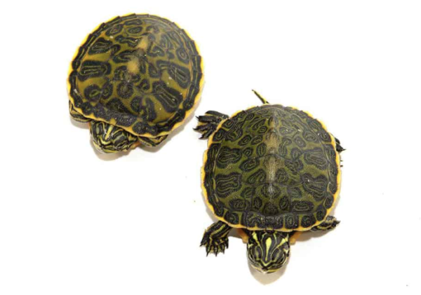 Florida Redbelly Cooter Turtle For Sale