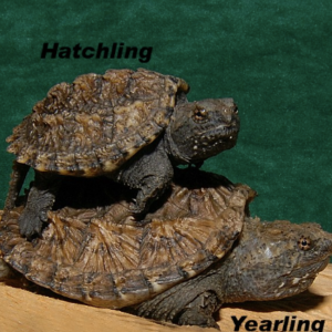 Florida Snapping Turtle for Sale