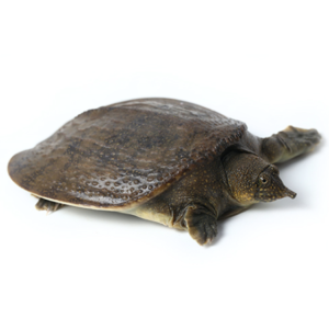 Florida Softshell Turtle for Sale