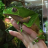 Giant Waxy Monkey Tree Frog for Sale