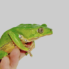 Giant Waxy Monkey Tree Frog for Sale
