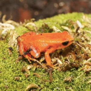 Golden Mantella For Sale