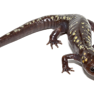 Golden Snowflake Spotted Salamander For Sale