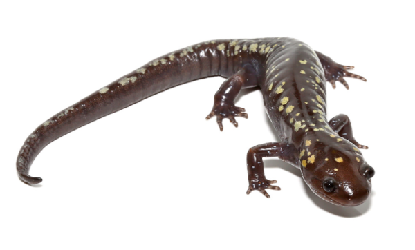 Golden Snowflake Spotted Salamander For Sale