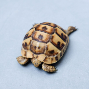 Greek Tortoise for Sale