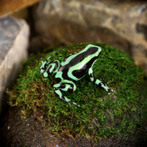 Green And Black Auratus Dart Frog For Sale