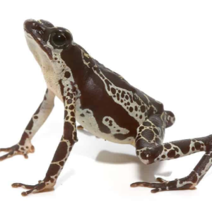 Green Harlequin Toad For Sale