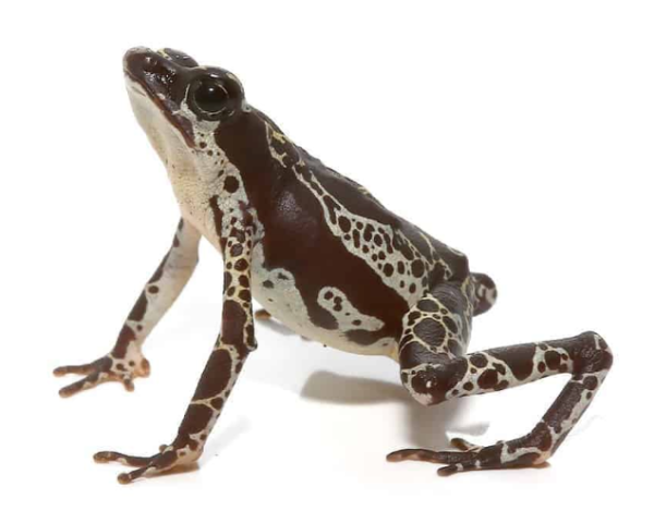 Green Harlequin Toad For Sale