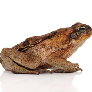 Guyana Giant Marine Toad for Sale