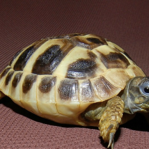 Tortoises For Sale