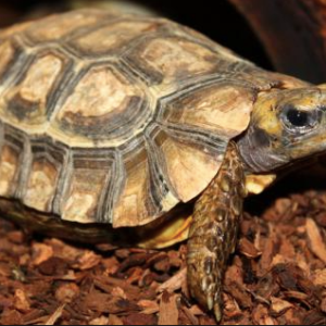 Home's Hingeback Tortoise for Sale