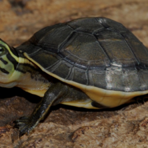 Asian Box Turtle For Sale