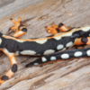 Iranian Kaiser Newt for Sale
