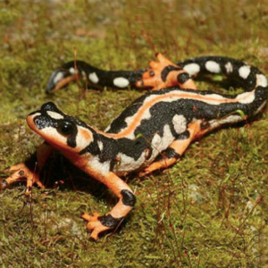 Iranian Kaiser Newt for Sale