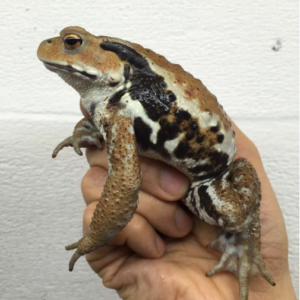 Japanese Toad For Sale