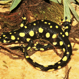 Lake Urmia Newt for Sale