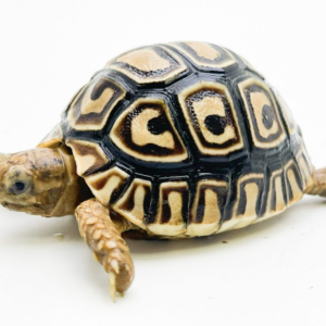 Leopard Tortoise for Sale