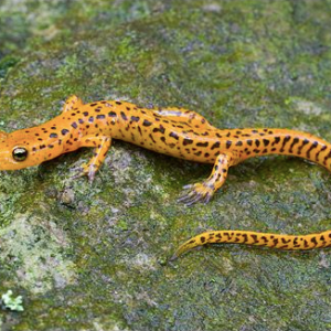 Long Tail Salamander for Sale