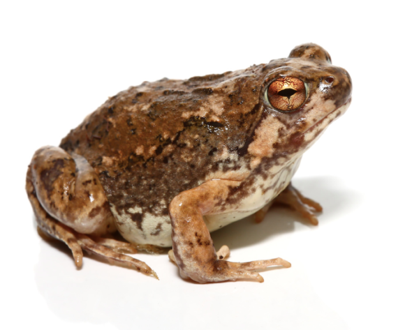 Madagascar Brown Rain Frog For Sale