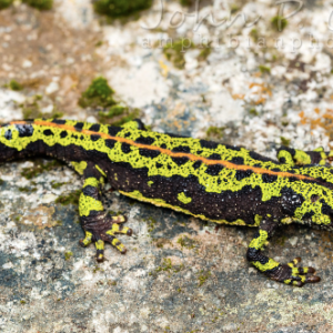 Marbled Newt for Sale