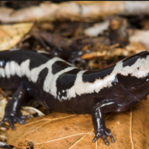 Marbled Salamander for Sale