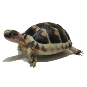 Marginated Tortoise for Sale